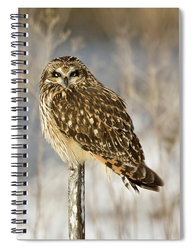 Animal Themes Spiral Notebook featuring the photograph Short Eared Owl Perched On Stick In by Mark J M Wilson / Rusticolus.co.uk