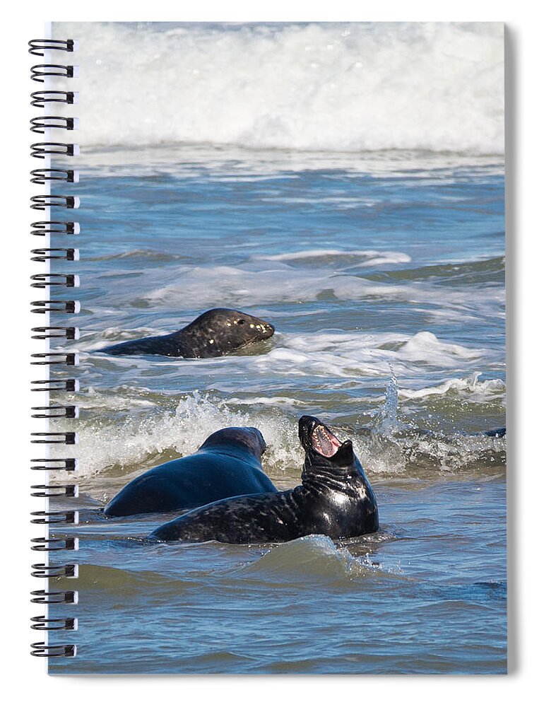 Gray Seal Spiral Notebook featuring the photograph Show Me Your Teeth by Linda Bonaccorsi