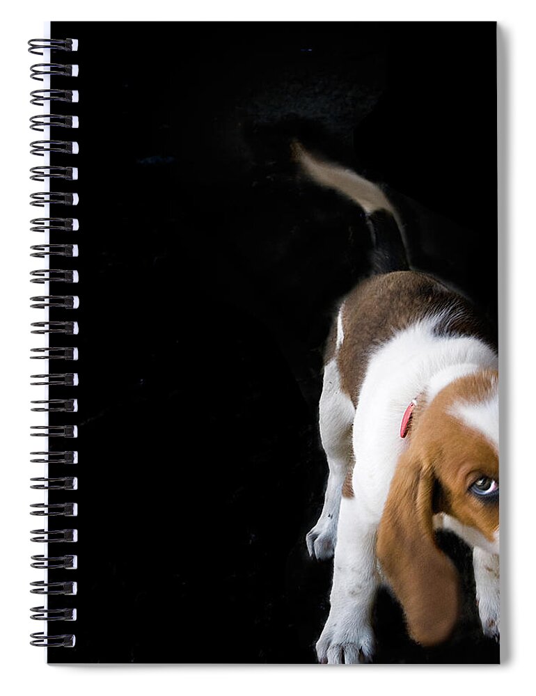 Pets Spiral Notebook featuring the photograph Shy Puppy by By Eudald Castells