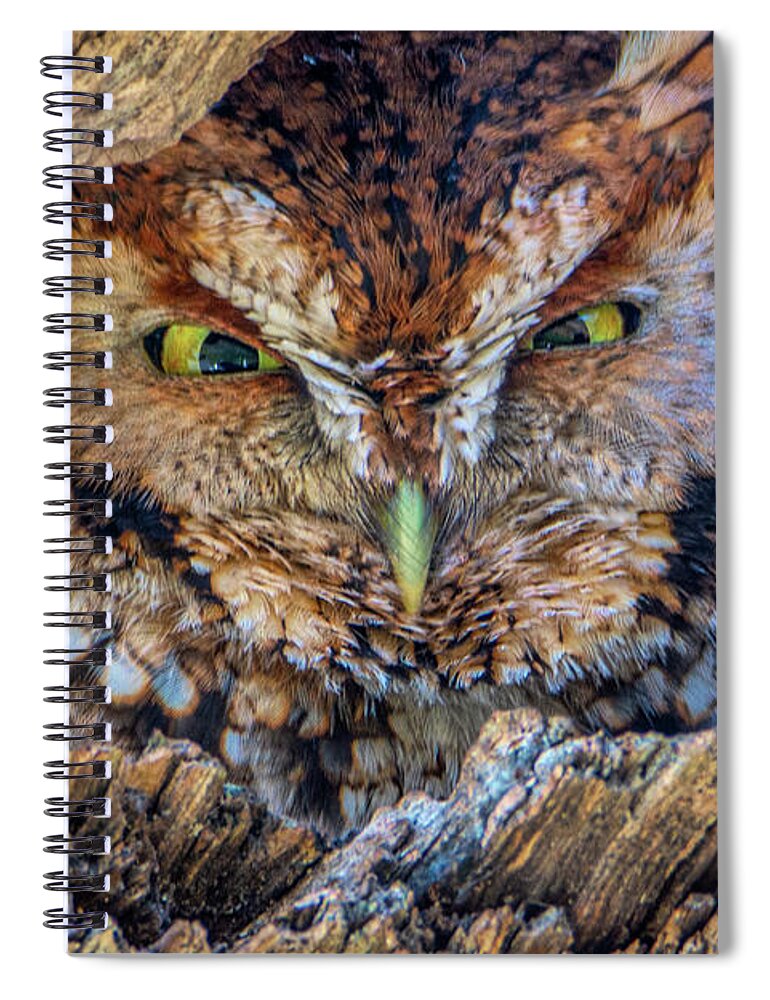 Eastern Screech Owl Spiral Notebook featuring the photograph Shy Screech Owl by Douglas Wielfaert