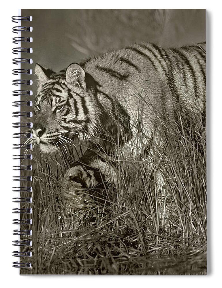 Disk1215 Spiral Notebook featuring the photograph Siberian Tiger Stalking by Tim Fitzharris
