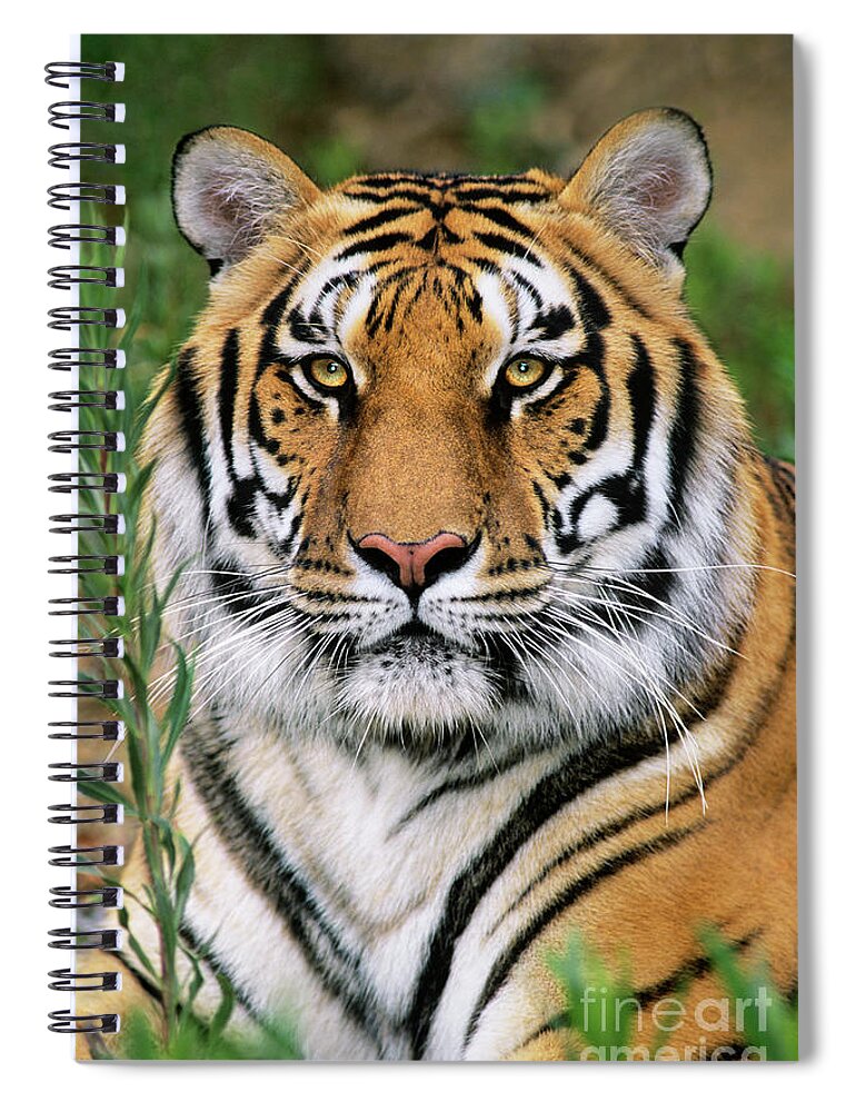 Siberian Tiger Spiral Notebook featuring the photograph Siberian Tiger Staring Endangered Species Wildlife Rescue by Dave Welling