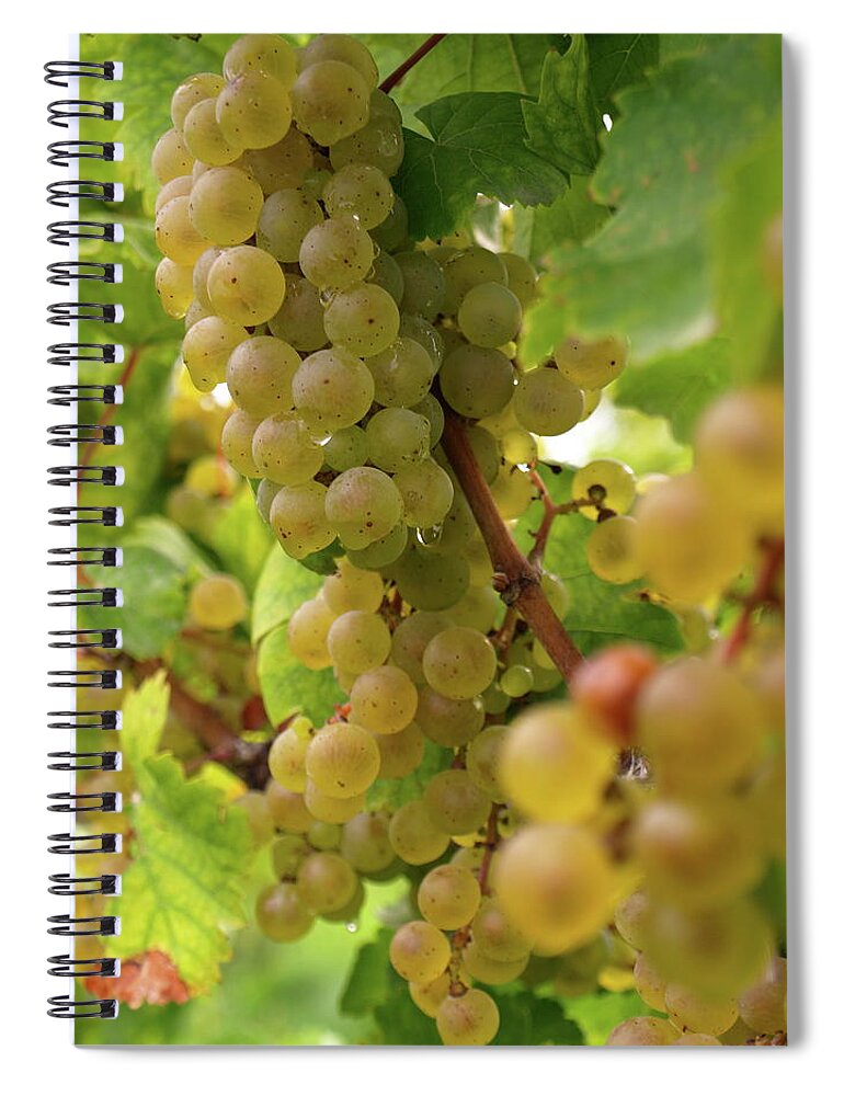 Grapes Spiral Notebook featuring the photograph Silver Thread - 2 by Jeffrey Peterson