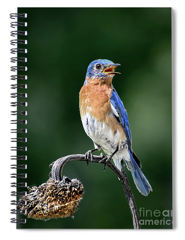 Bluebird Spiral Notebook featuring the photograph Singing My Song by Amy Porter