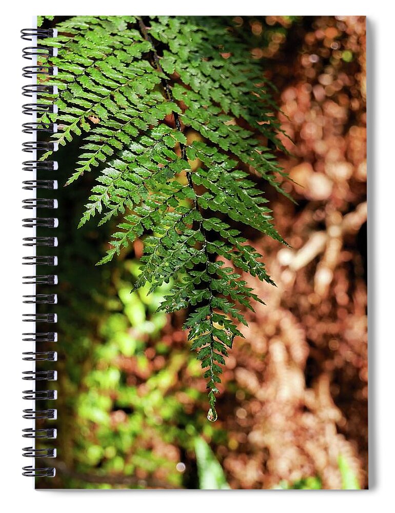 Ferns Spiral Notebook featuring the photograph Single fern close up by Martin Smith