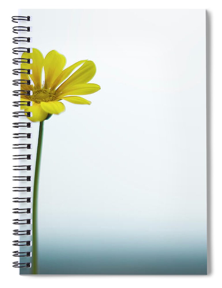 Clear Sky Spiral Notebook featuring the photograph Single Yellow Daisy On Sky And Sea by Alexandre Fp