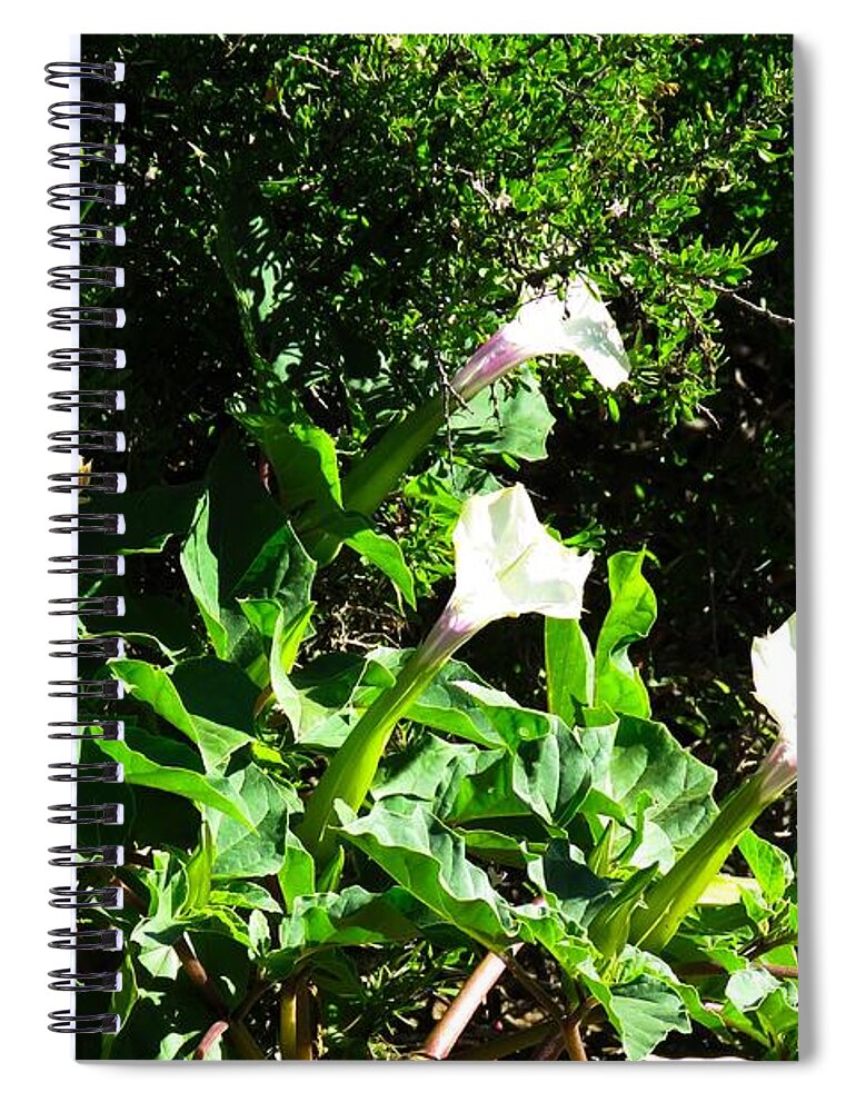 Arizona Spiral Notebook featuring the photograph Sisters in the Sun by Judy Kennedy