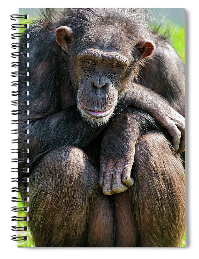 Tranquility Spiral Notebook featuring the photograph Sitting Calm Chimpanzee by Picture By Tambako The Jaguar