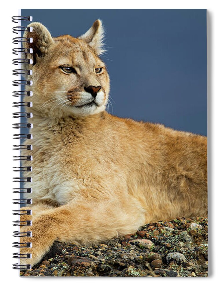 Sebastian Kennerknecht Spiral Notebook featuring the photograph Six Month Old Mountain Lion Female In Patagonia by Sebastian Kennerknecht