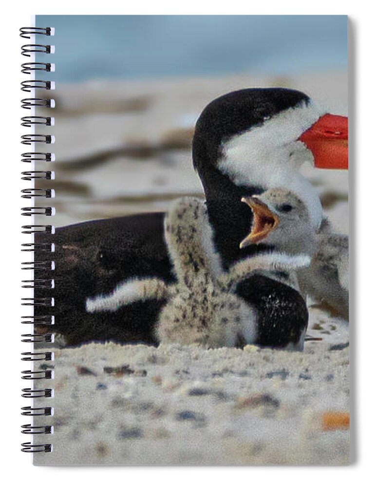 Shorebirds Spiral Notebook featuring the photograph Skimmer Baby Chicks by JASawyer Imaging