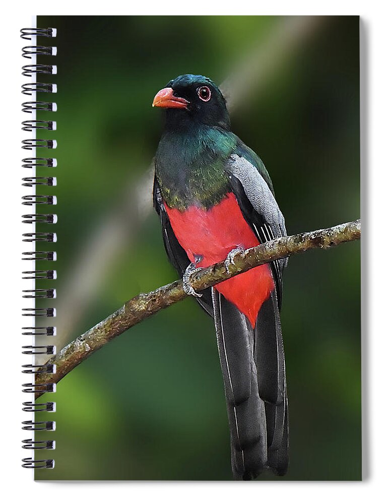 Panama Bird Spiral Notebook featuring the photograph Slaty-tailed Trogan by Alan Lenk