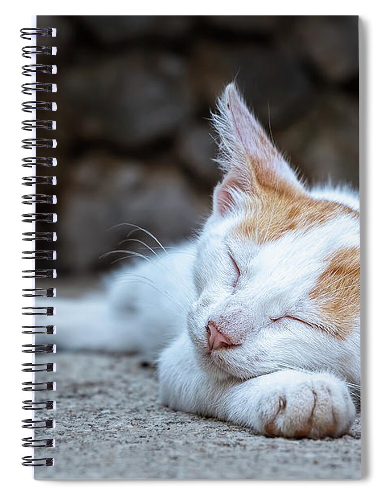 Animal Spiral Notebook featuring the photograph Sleeping Kitty by Rick Deacon