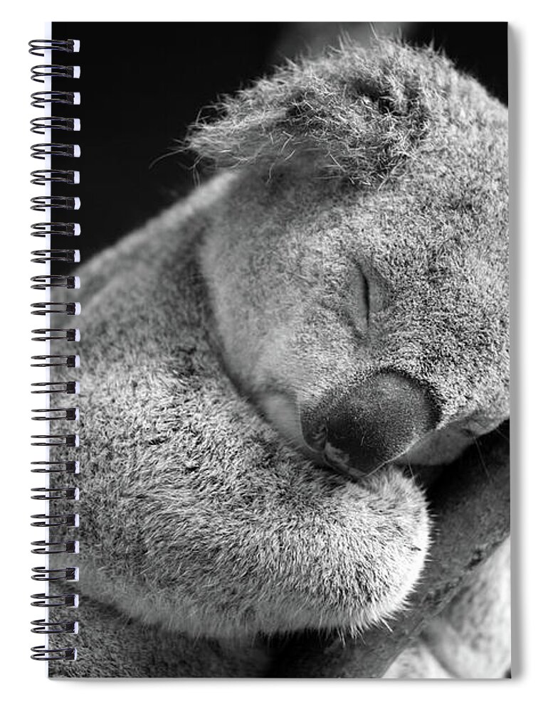Animal Themes Spiral Notebook featuring the photograph Sleeping Koala by David Morgan-mar