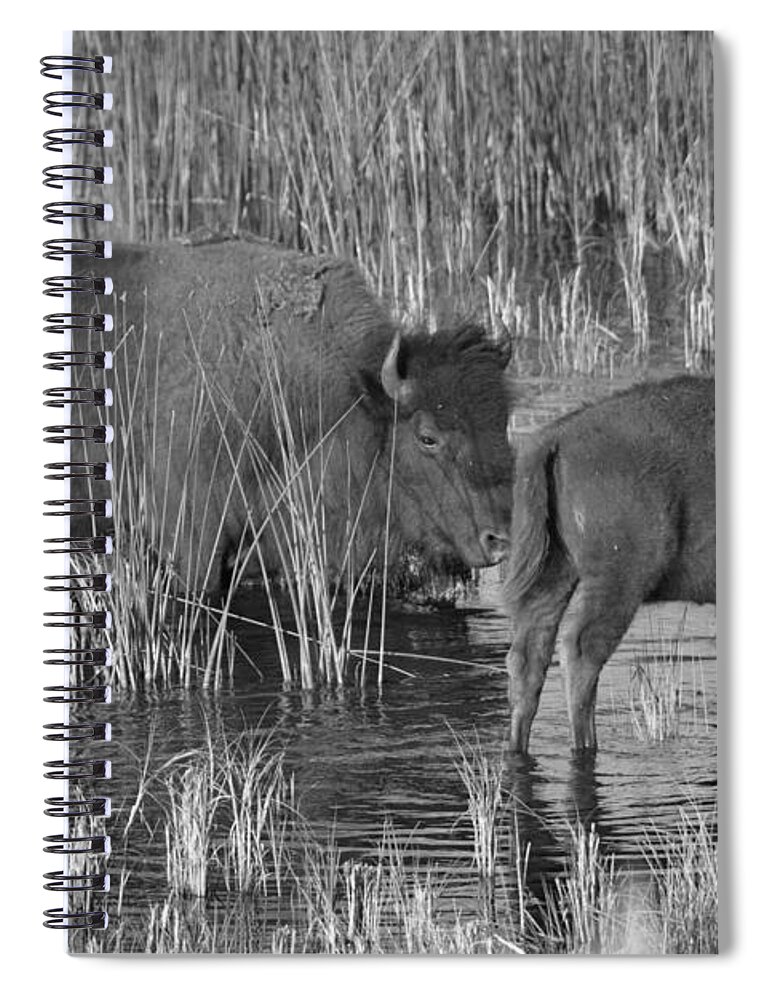 Bison Spiral Notebook featuring the photograph Slough Creek Water Grazing Black And White by Adam Jewell