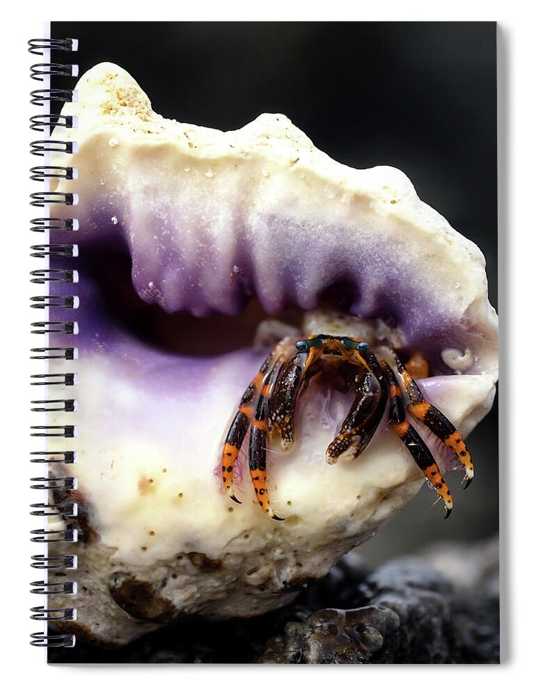 Hermit Crab Spiral Notebook featuring the photograph Small Hermit Crab by Christopher Johnson