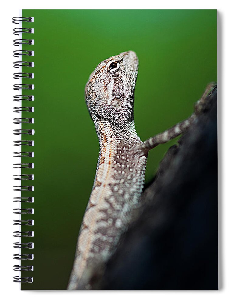 Animal Themes Spiral Notebook featuring the photograph Small Lizard by Xavier Hoenner Photography