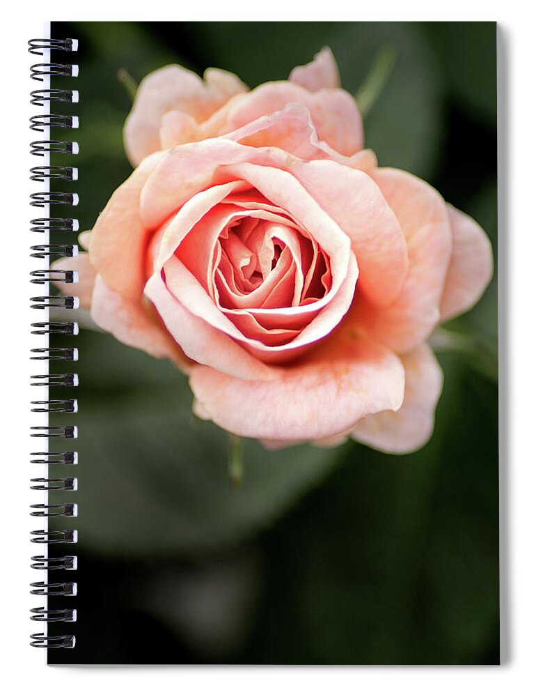 Flower Spiral Notebook featuring the photograph Small Pink Rose by Don Johnson