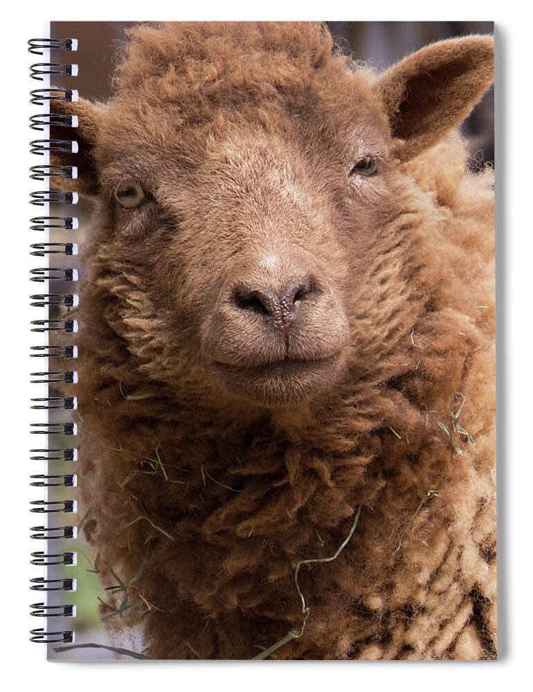 Sheep Spiral Notebook featuring the photograph Smirking Sheep by Christy Garavetto