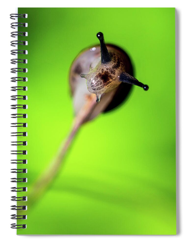 Macro Photography Spiral Notebook featuring the photograph Nature Photography Macro #2 by Amelia Pearn