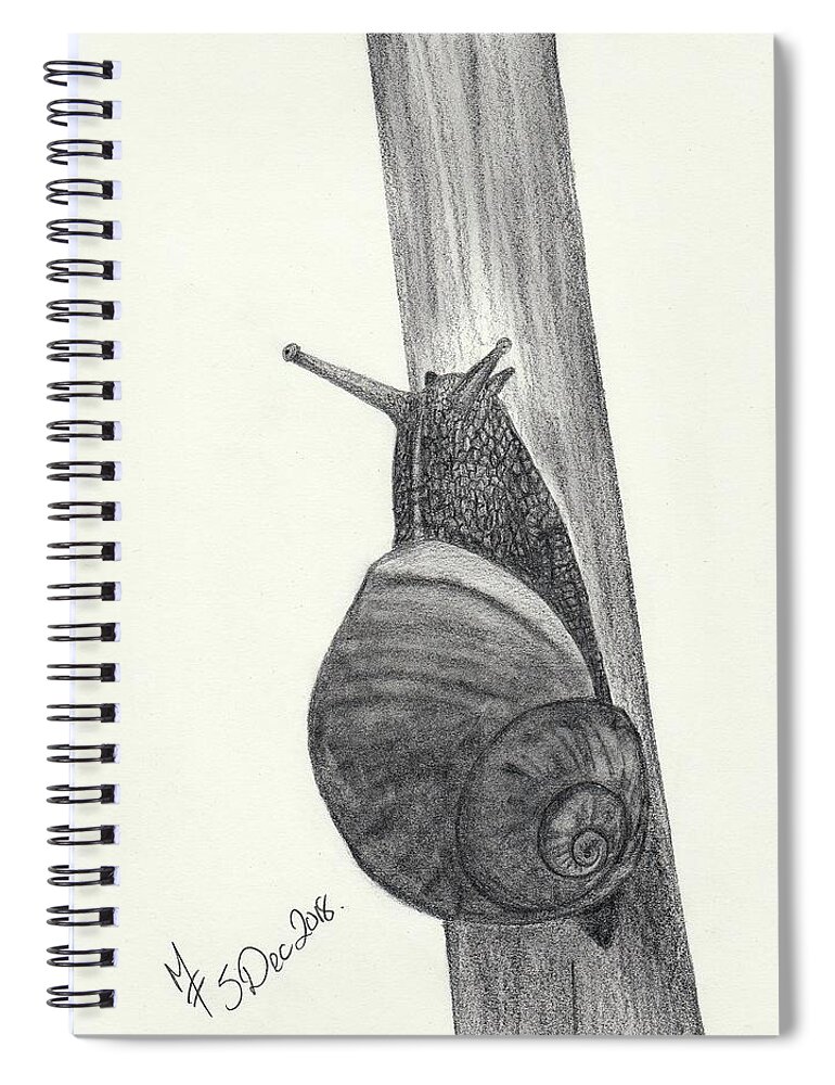  Pencil Spiral Notebook featuring the drawing Snail sketch by Martina Fagan