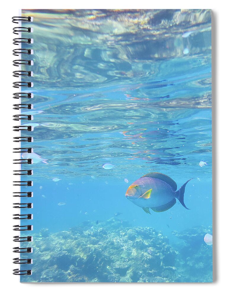 Underwater Spiral Notebook featuring the photograph Snorkeling With Tropical Reef Fish by Ippei Naoi