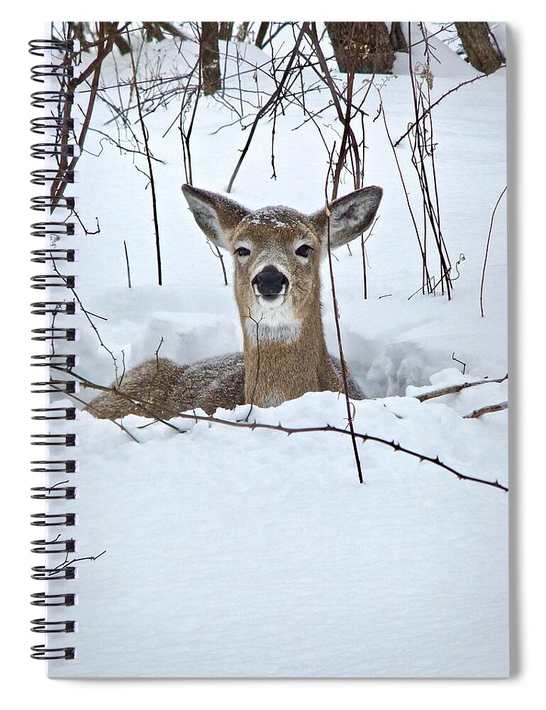 Snow Spiral Notebook featuring the photograph Snow Deer by Kathy Chism