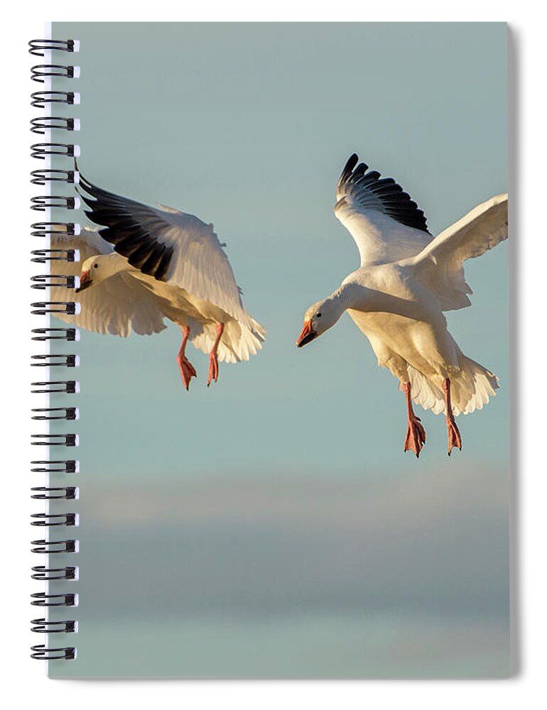 Snow Geese Spiral Notebook featuring the photograph Snow Geese Landing by Judi Dressler