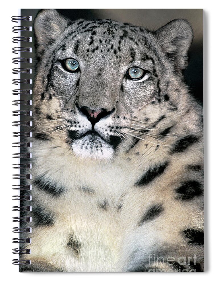 Snow Leopard Spiral Notebook featuring the photograph Snow Leopard Portrait Endangered Species Wildlife Rescue by Dave Welling