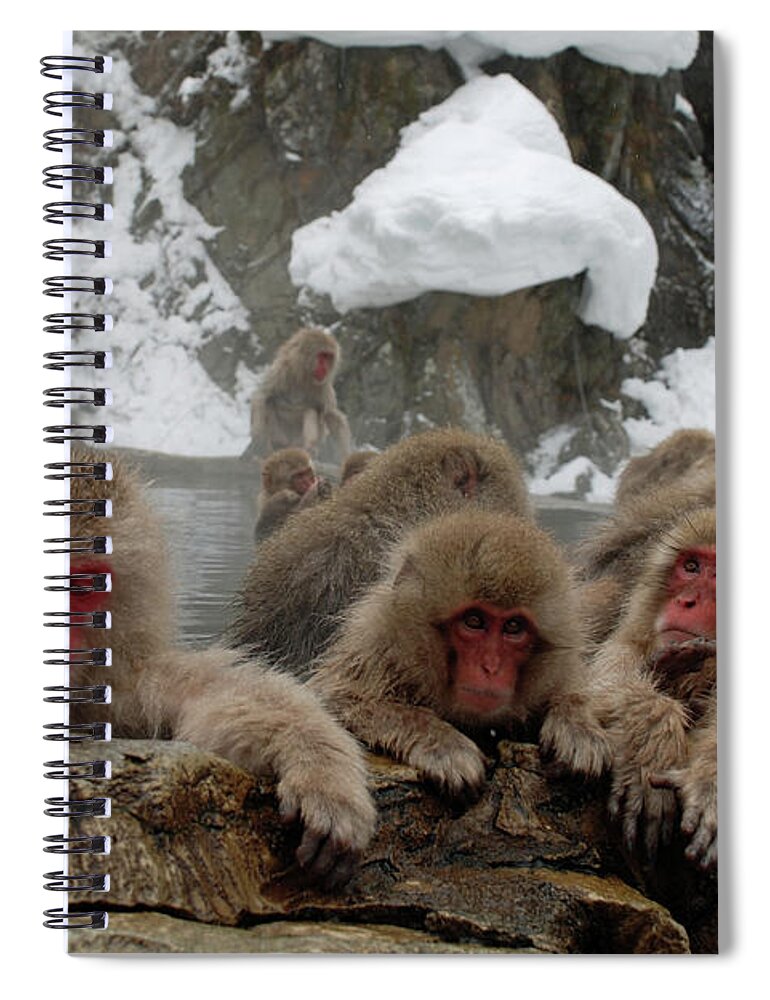 Snow Spiral Notebook featuring the photograph Snow Monkeys by P F Huber