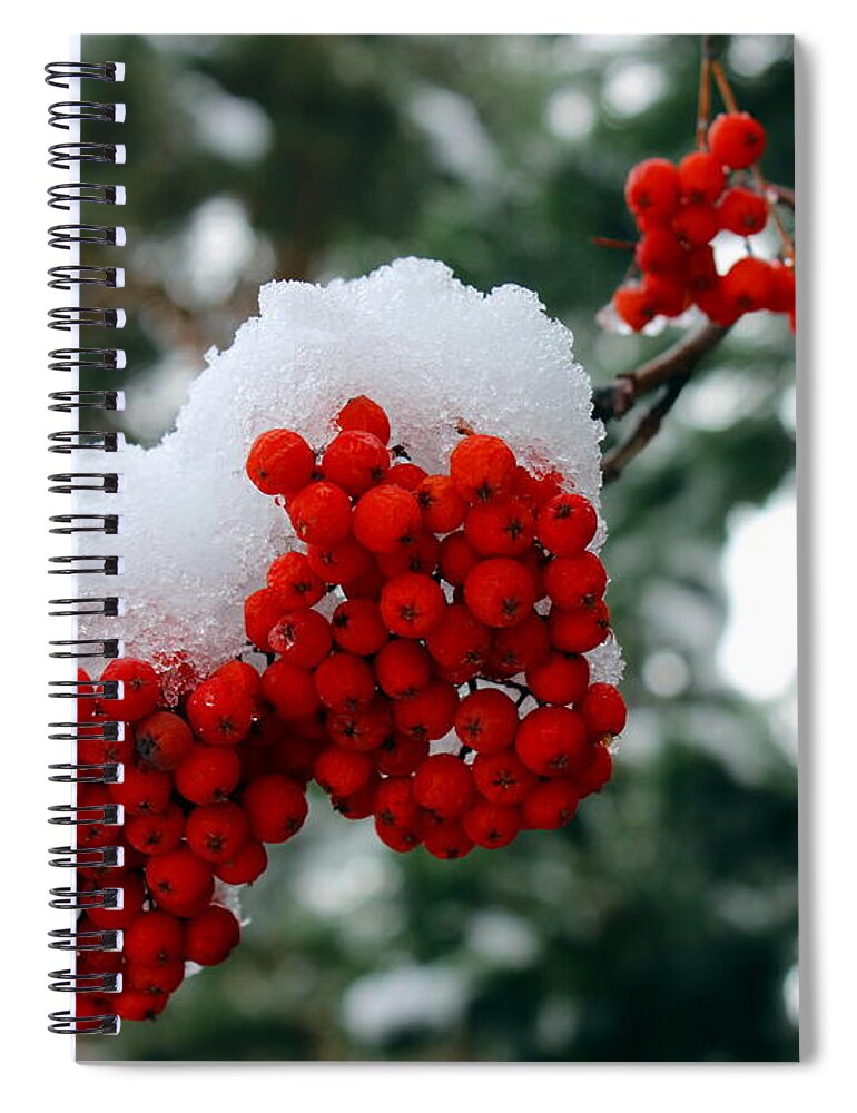 Mountain Ash Spiral Notebook featuring the photograph Snow on Mountain Ash berries by Jean Evans