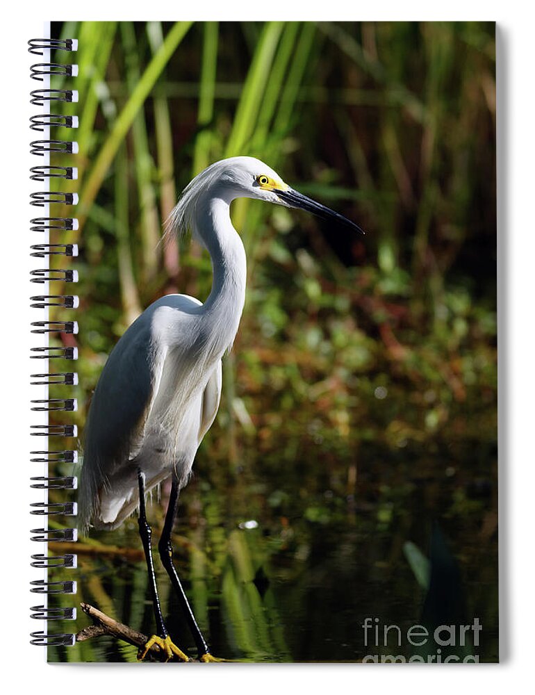 Egret Spiral Notebook featuring the photograph Snowy Egret Dawn by Natural Focal Point Photography