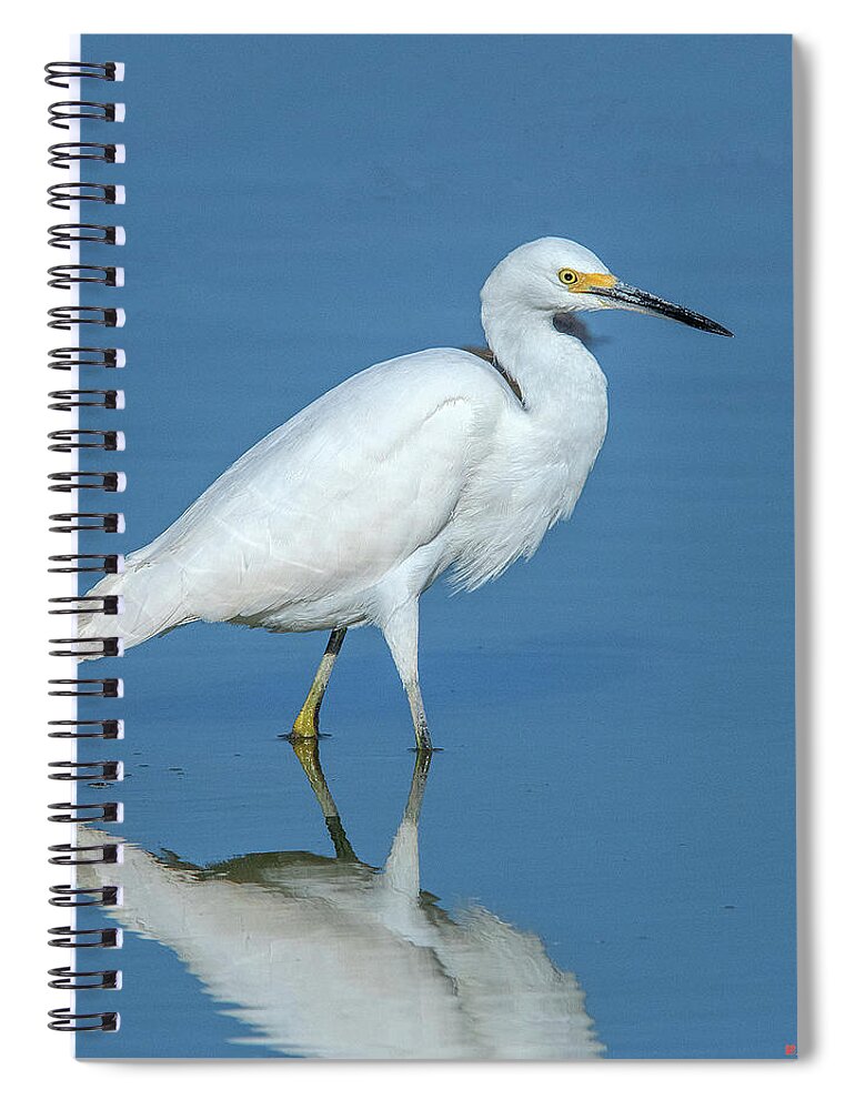 Nature Spiral Notebook featuring the photograph Snowy Egret DMSB0182 by Gerry Gantt