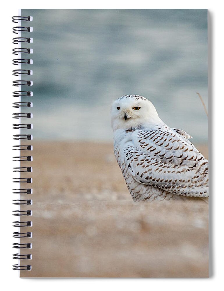 Owl Spiral Notebook featuring the photograph Snowy Owl 5872 by Cathy Kovarik