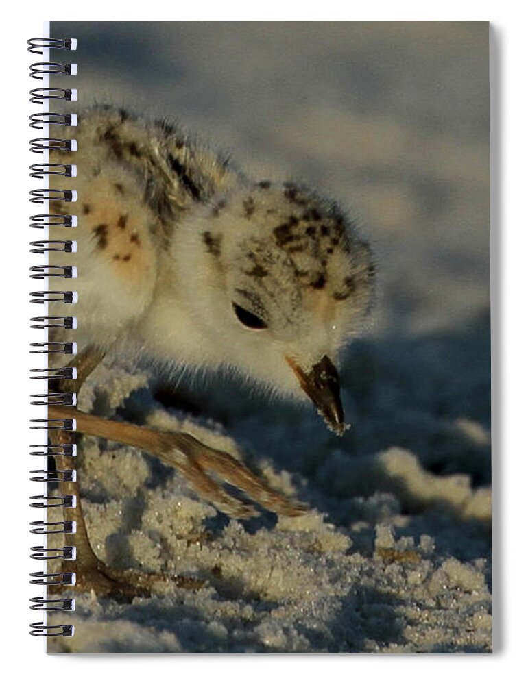 Snowy Plover. Animals Spiral Notebook featuring the photograph Snowy Plover on the Hunt by Meg Rousher