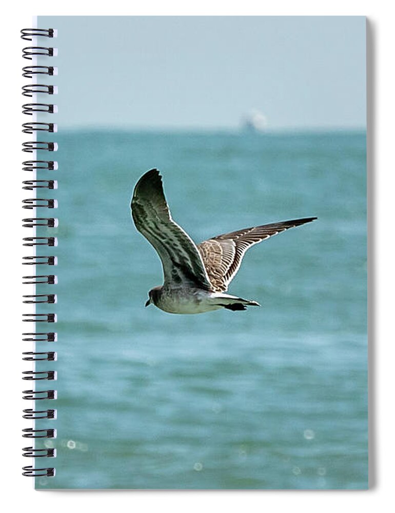 Ocean Spiral Notebook featuring the photograph Soaring Gull in Virginia Beach by Donna Twiford