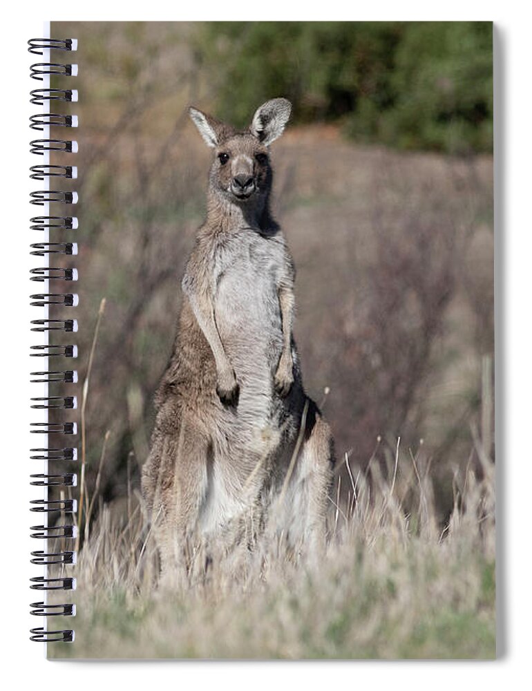 Kangaroo Spiral Notebook featuring the photograph Solo by Masami IIDA