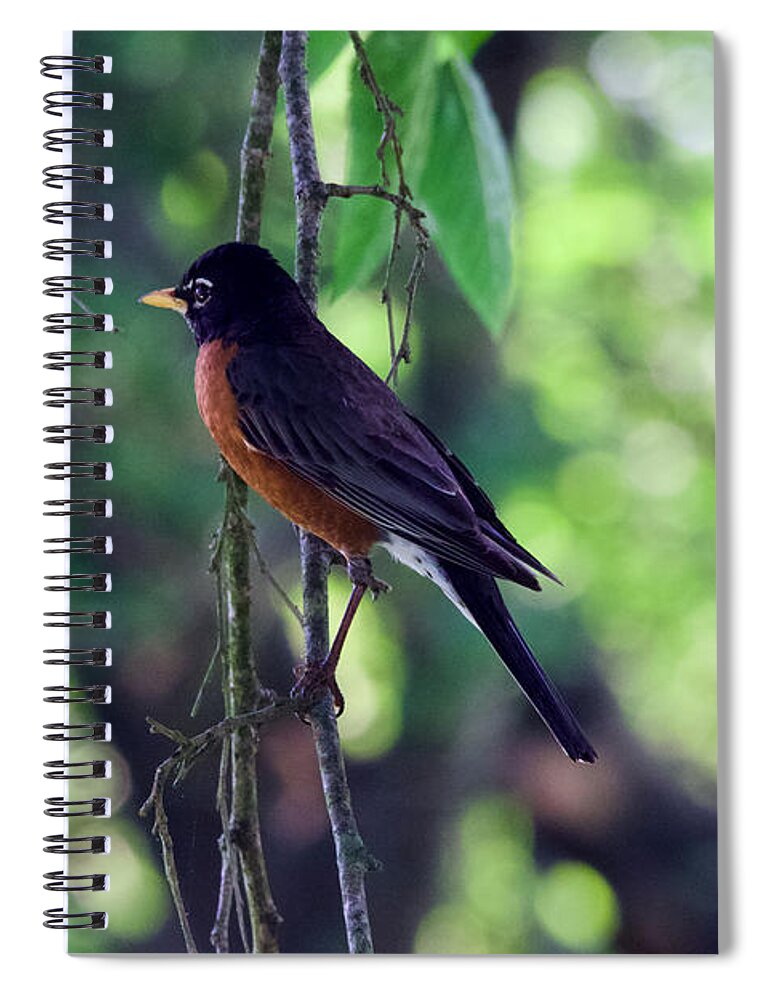 Robin Spiral Notebook featuring the photograph Songbird Morning by Rachel Morrison