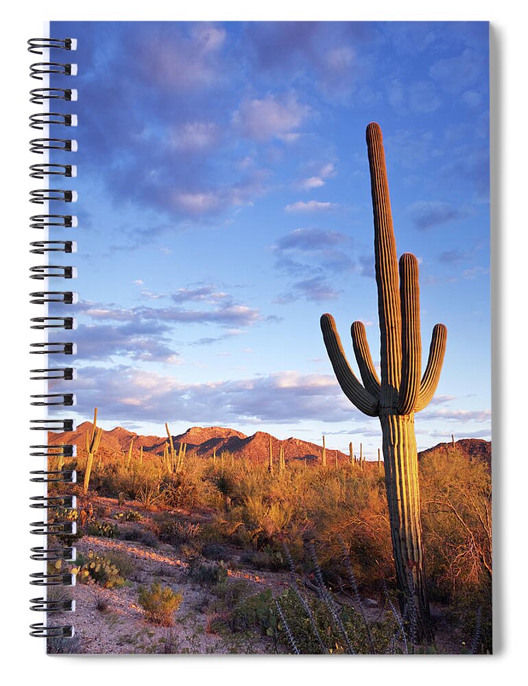 Saguaro Cactus Spiral Notebook featuring the photograph Sonoran Desert And Saguaro Cactus by Kencanning
