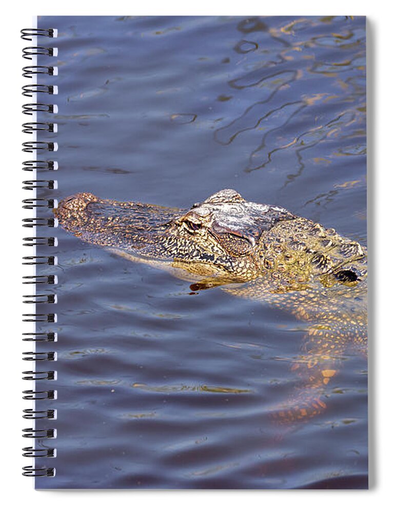 American Alligator Spiral Notebook featuring the photograph South Padre Island American Alligator by Debra Martz