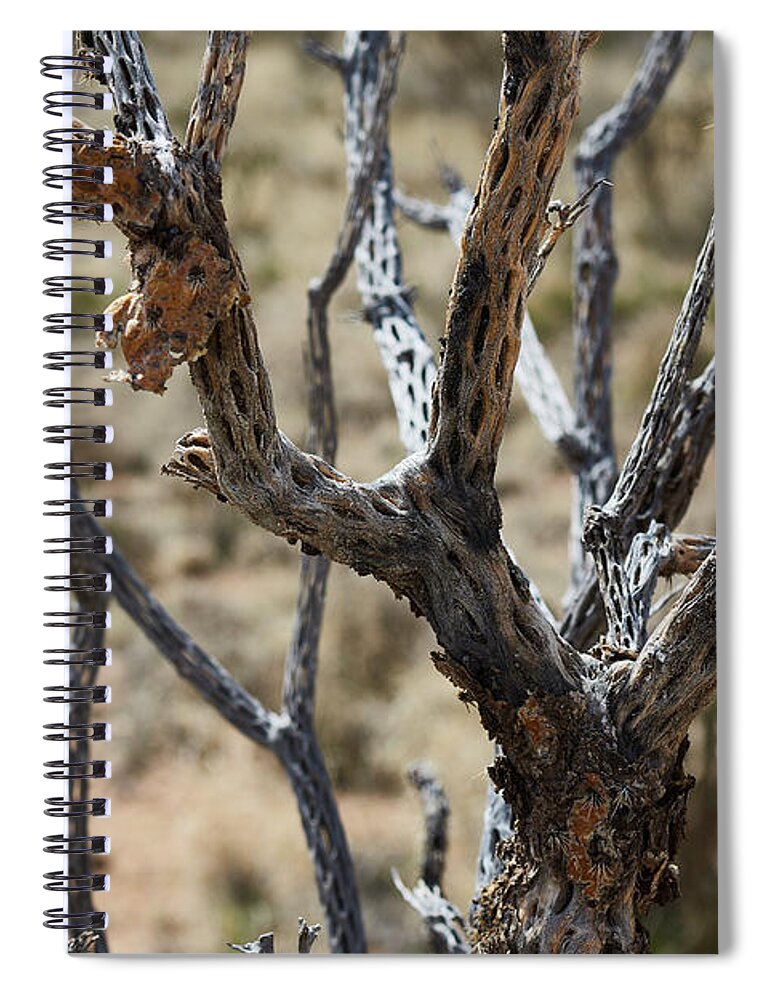 New Mexico Desert Spiral Notebook featuring the photograph Southwest Cactus Wood by Robert WK Clark