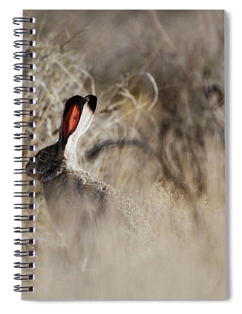 Desert Rabbit Spiral Notebook featuring the photograph Southwest Desert Hare by Robert WK Clark