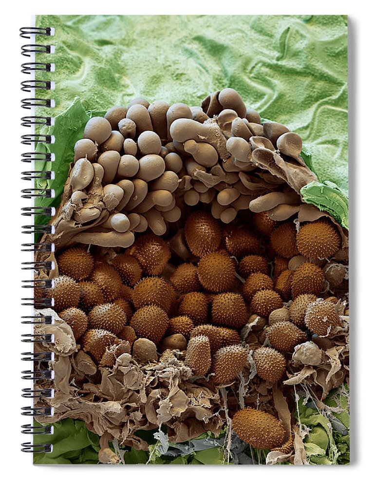 Asian Soybean Rust Spiral Notebook featuring the photograph Soybean Leaf Infected With Rust Fungus by Meckes/ottawa