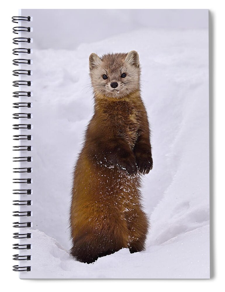 American Marten Spiral Notebook featuring the photograph Space Invader by Tony Beck