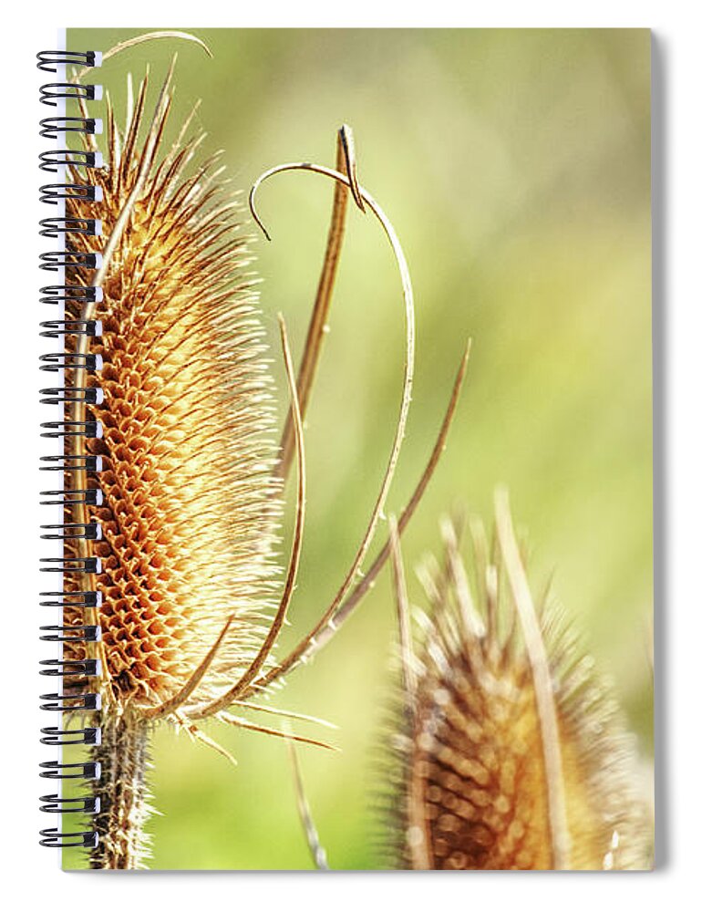 Dried Flowers Spiral Notebook featuring the photograph Spent Canadian Thistle by Rich Collins