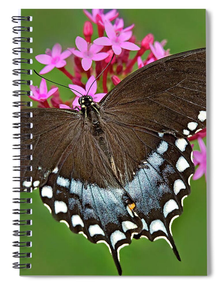 Dave Welling Spiral Notebook featuring the photograph Spicebush Swallowtail Papilio Trollus by Dave Welling