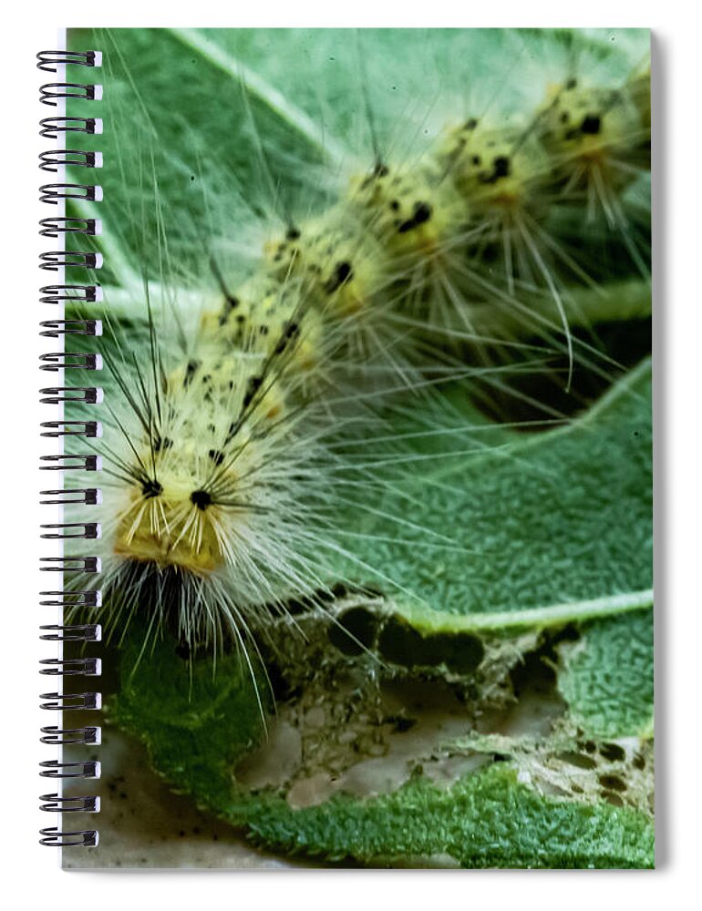 Caterpillar Spiral Notebook featuring the photograph Spike by Cathy Kovarik