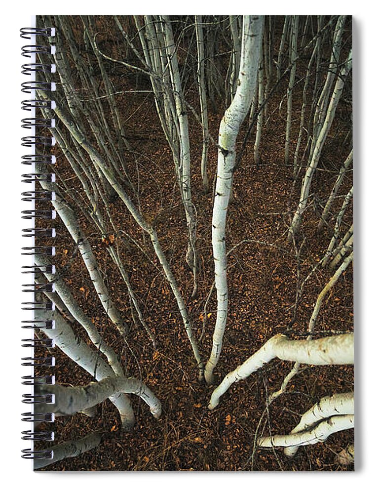 Viewpoint Spiral Notebook featuring the photograph Spindly Aspen Trees From A High Angle by Joel Koop / Design Pics