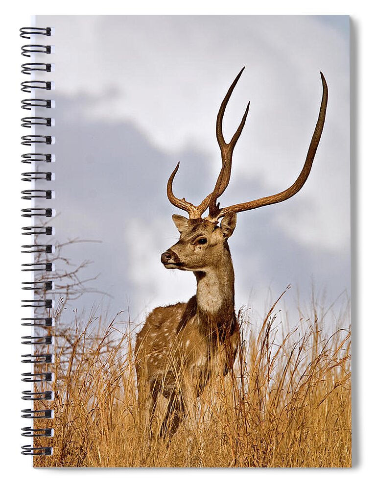 Ranthambore National Park Spiral Notebook featuring the photograph Spotted Deer In Ranthambhore by Aditya Singh