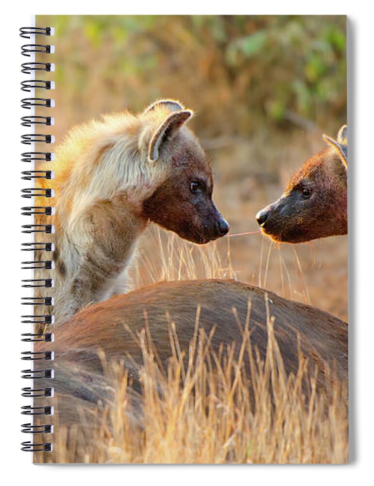 Killing Spiral Notebook featuring the photograph Spotted Hyena Sharing Food -south Africa by Birdimages