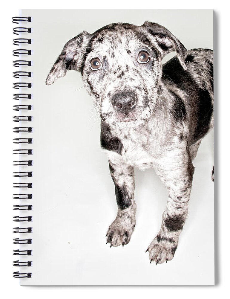 Pets Spiral Notebook featuring the photograph Spotted Puppy by Chad Latta